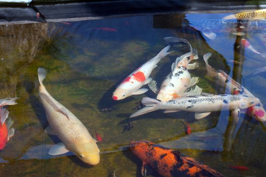colorful japanese koi fish swimming in pond