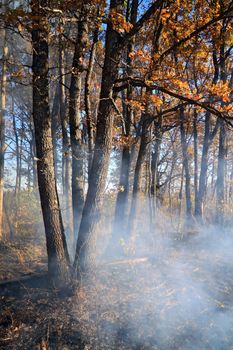 fire in oak wood