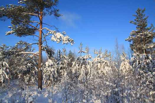 pines in snow on celestial background