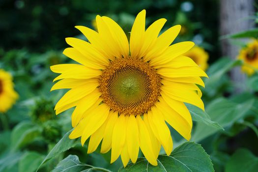 Fully blossomed sunflower