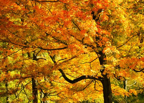Bright brilliant yellow and orange fall foliage