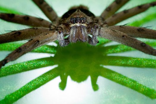 Brown spider