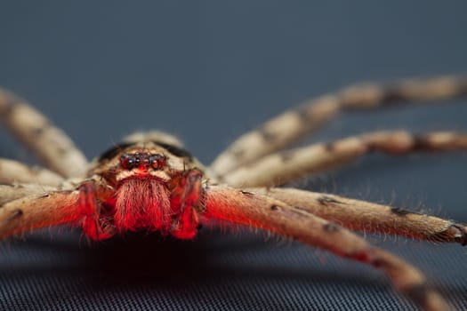 Close up of Brown spider