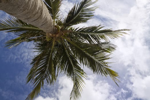 A palm tree blowing in the wind with a blue cloudy sky 