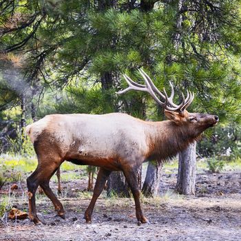 deer in west american in autumn