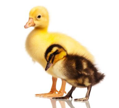 Cute domestic duckling and gosling isolated on white background