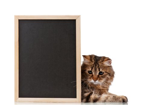 Pretty young cat with a blackboard over white background