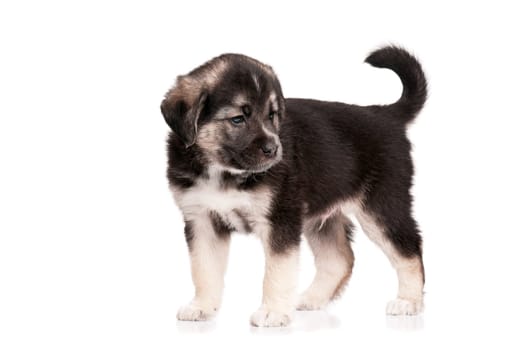 Cute puppy of 1,5 months old on a white background