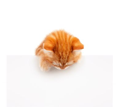 Cute little red kitten with empty board isolated on white background