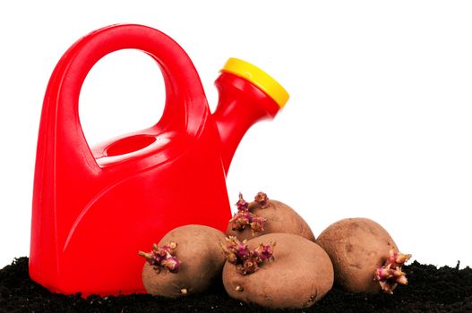 Old potatoes with sprouts in soil isolated on white background