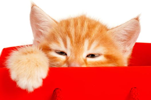 Cute little red kitten in a shopping bag isolated on white background