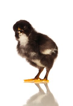 Cute little chicken isolated on white background