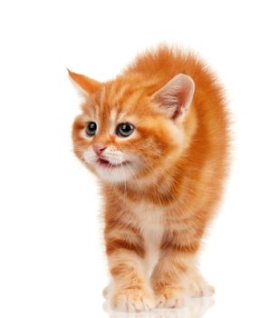 Cute little red kitten isolated on white background