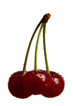 Sweet cherries with dewdrops isolated on a white background