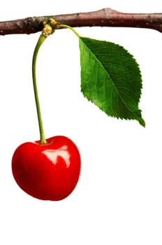 Cherry on branch isolated on a white background