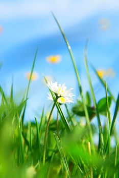 beautiful spring flowers against a blue sky