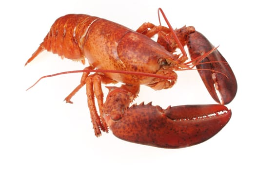 A large red lobster over white background