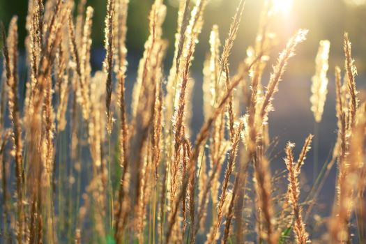 Spikes of grass against the setting sun