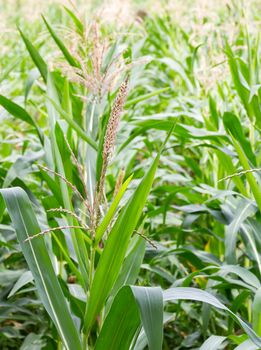 Close up shot on corn stalk blossom in a field