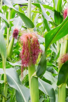 Corn on the stalk in the field