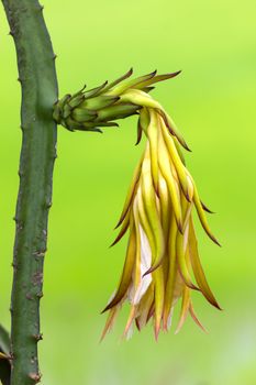 Dragon fruit flower  bud on  tree in the backyard gardens