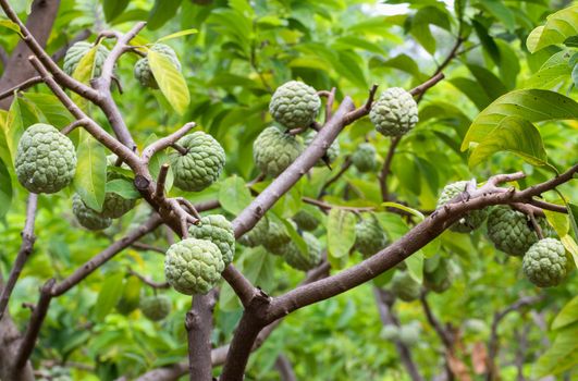 Custard apple growing on tree in nature
