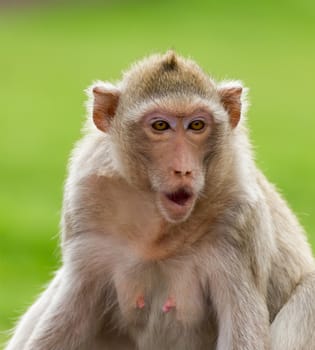 Close up portrate of a monkey at Lopburi ,Thailand