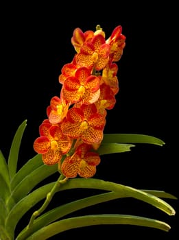 Beautiful Orange and Red Phalaenopsis Orchid on black background