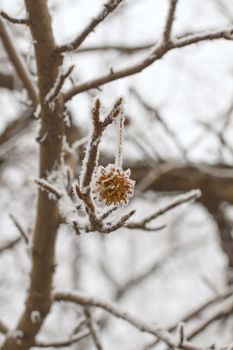 Frozen fruit pending from a tree with snow on the branches