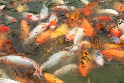 koi fish in a lake