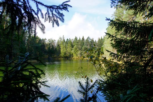 Sight at trees and pond from depth of a forest