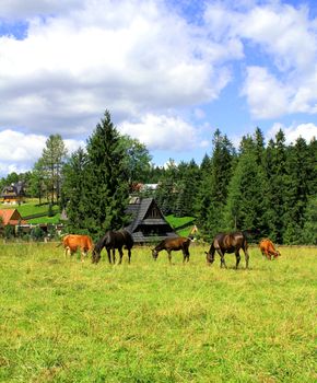 Herd of horses and cow grazing on an autumn meadow