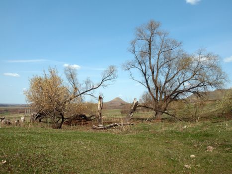 Spring landscape with broken trees after storm