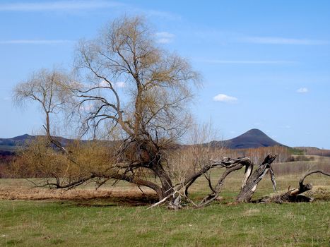 Landscape with mountains and broken tree