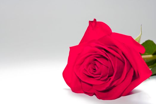 Red rose lies on the background