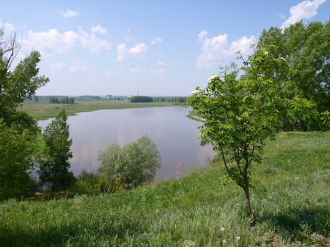 Summer landscape with river and rowan-tree