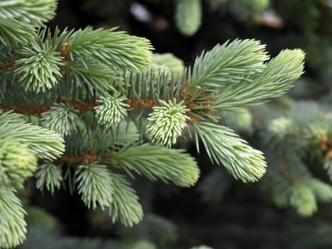 Twig of the fir      