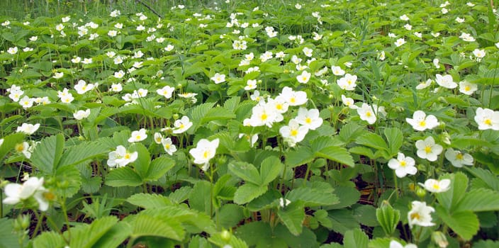 Meadow with flowers of strawberries. Shallow DOF.