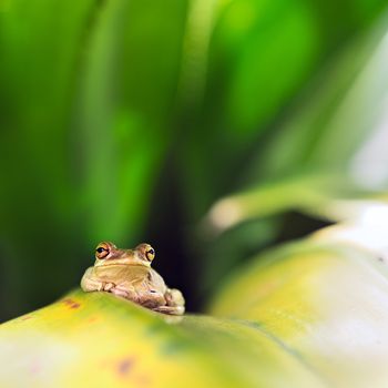 Cuban Tree Frog (Osteopilus Septentrionalis) on a leaf