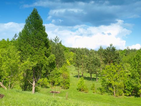 Summer landscape with forest