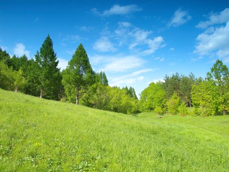 Summer landscape with forest