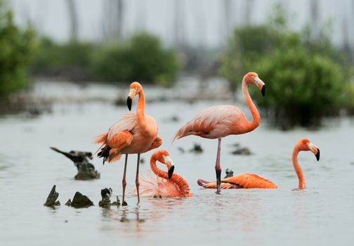 CARIBBEAN FLAMINGO (Phoenicopterus ruber) bathing.