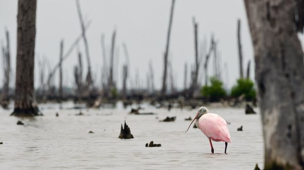 The Roseate Spoonbill, Platalea ajaja, (sometimes placed in its own genus Ajaja)