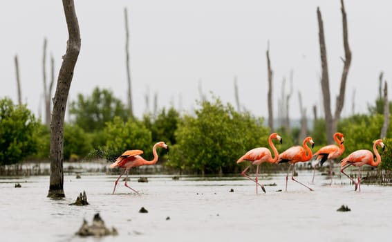 The pink Caribbean flamingo ( Phoenicopterus ruber ruber ) goes on water. Pink flamingo goes on a swamp.