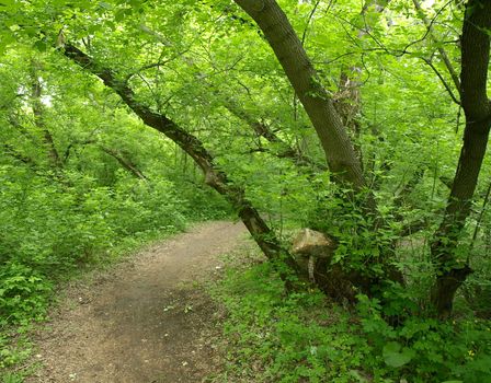 In summer forest