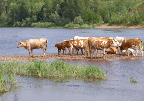 Cows near river