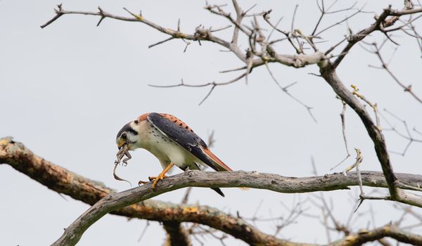 Young American Kestrel ( Falco sparverius )  perched on branch and eats  lizard