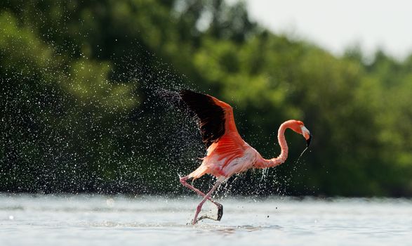 American Flamingo ( Phoenicopterus ruber ) run on the water with splashes.