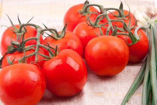 Red tomatoes on a branch on a white background