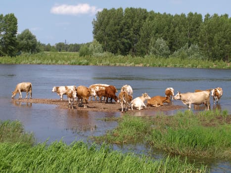 Cows near river